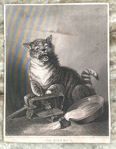 The biter bit cat trap - cat,